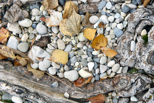 Close-up of dead leafs and gravel in a forest