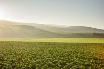 早朝の朝霧につつまれる美瑛の丘の風景  北海道美瑛町の観光イメージ