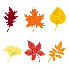 Fototapeta premium Set of colorful autumn leaves. Foliage collection, maple, linden, rowan, oak, chestnut, ginkgo, isolated on white background. Simple cartoon flat style. Vector illustration.