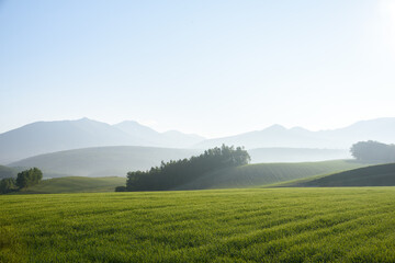 Obraz premium 早朝の美瑛の丘 北海道美瑛町の観光イメージ