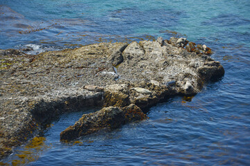 Fototapeta premium california coast