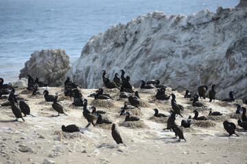 bird at monterey