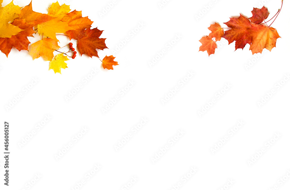 Wall mural orange and red maple leaves on a white background. delicate pattern of small leaves. framing with le