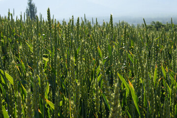 麦畑のイメージ  北海道美瑛町