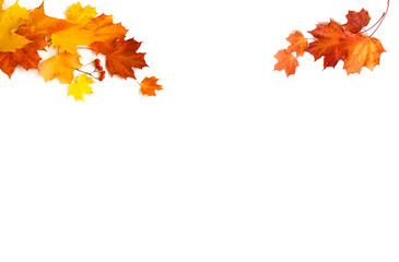 Orange and red maple leaves on a white background. Delicate pattern of small leaves. Framing with...