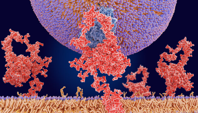 LDL particle binding to the LDL receptor