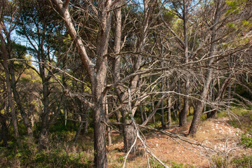 Fototapeta premium trees in the forest