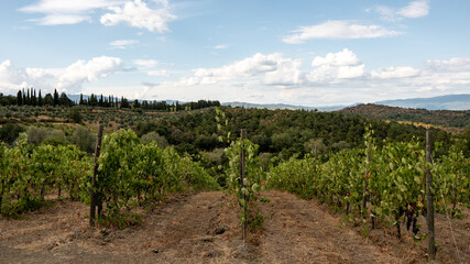 tuscan vineyard in the summer