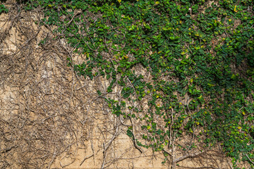 Abstract old dirty dark mossy plaster cement concrete wall texture and green vine leaves of green leaves or the Ivy tree that grows naturally background copy space text or design