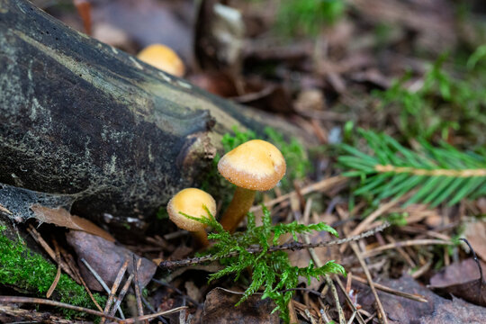 รูปภาพGalerina เลือกดูภาพถ่ายสต็อก เวกเตอร์ และวิดีโอ375 Adobe Stock