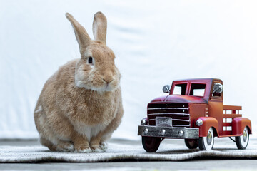 Rufus Rabbit poses next to old fashioned red truck white background copy space