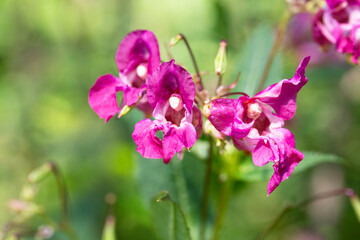Obraz premium Impatiens noli-tangere touch-me-not balsam flower in the forest. Poisonous forest flowers of lilac color. The concept is a dangerous beauty