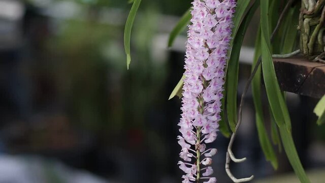 A blossom of Rhynchostylis retusa orchid, selective focus with blurred background, copy space.