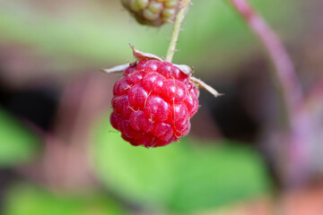 sweet red raspberry on the leaves, Rubus idaeus