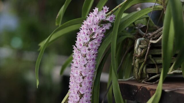 A blossom of Rhynchostylis retusa orchid, selective focus with blurred background, copy space.