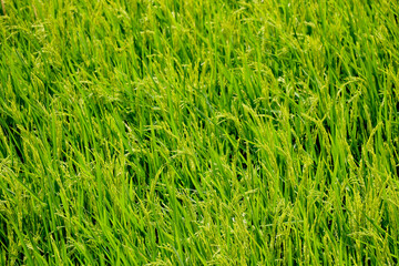 Portrait View of unwanted green grass in garden