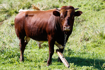 Naklejka na ściany i meble bull grazes on a field with green grass