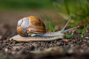 Close up of the vineyard snail, an edible snail served in restaurants, the Netherlands