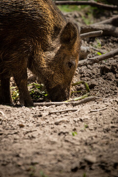 Vertical shot of a wild boar on the ground