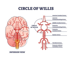 Circle of willis circulatory anastomosis with blood stream in brain outline diagram. Artery and aorta system explanation from inferior view vector illustration. Labeled educational bloodstream example - obrazy, fototapety, plakaty