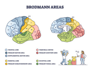 Brodmann areas map as anatomical brain region zones of cerebral cortex outline diagram. Labeled educational cytoarchitecture and histological structure and organization of cells vector illustration. - obrazy, fototapety, plakaty
