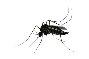 Isolated mosquito white background. Realistic dengue mosquito in vector illustration. Design of graphic source for healthcare of fever that mosquito is transmitter