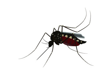 Isolated mosquito white background. Realistic dengue mosquito in vector illustration. Design of graphic source for healthcare of fever that mosquito is transmitter