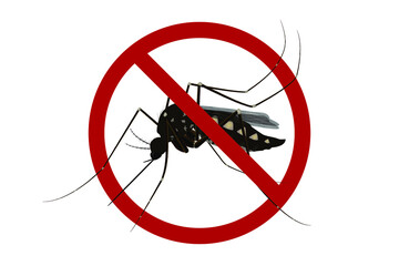 Isolated mosquito white background. Realistic dengue mosquito in vector illustration. Design of graphic source for healthcare of fever that mosquito is transmitter