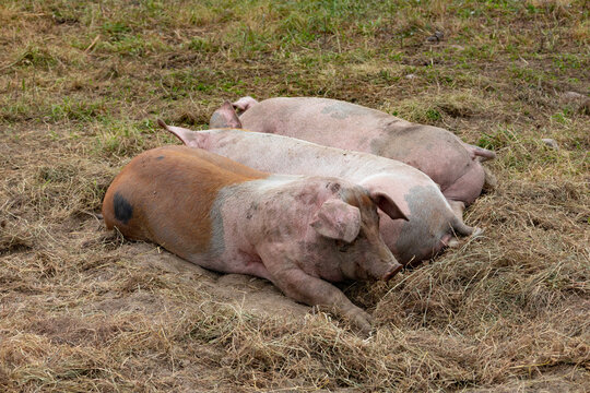 free-range pigs. Healthy nice pigs enjoy themselves in a meadow where they have plenty of space to frolic in the way of pigs