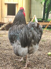 Big black rooster walks in the farm yard