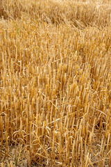 gros plan ou détail pour fond ou texture d'arrière-plan d'un champ de blé séché à la campagne en milieu rural