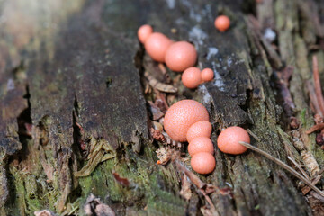 Lycogala epidendrum slime mold. an inedible mushroom of the Myxomycota department. Small pink spherical mushrooms on a tree