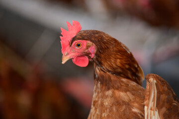 Gallus gallus domesticus or homemade egg laying hen on farm