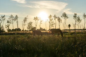 Fototapeta na wymiar horses-pasture-sunset