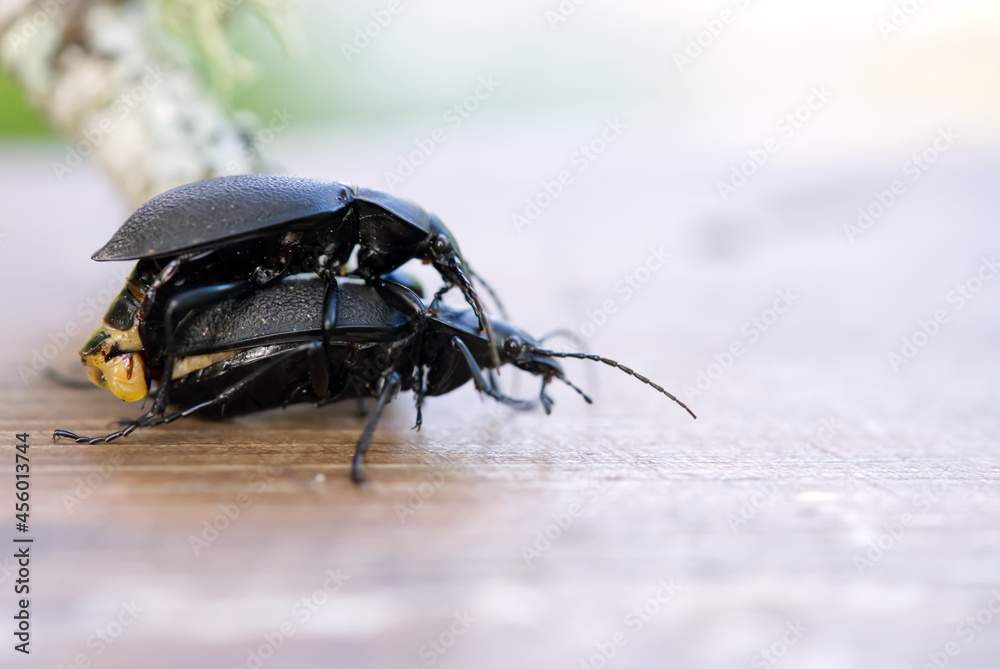 Wall mural darkling beetle superworm or zophobas morio. two big black bugs reproduction close up