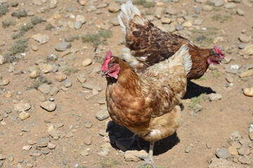 Gallus gallus domesticus or homemade egg laying hen on farm
