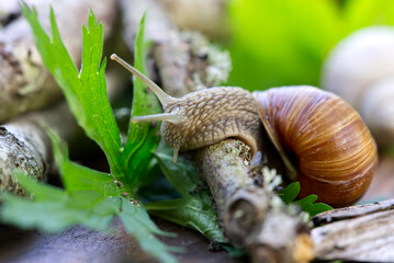 Burgundy snail Helix pomatia or escargot is a species of land snail. Burgundy snail gliding on the ground. Edible escargot. Growing snails. close up