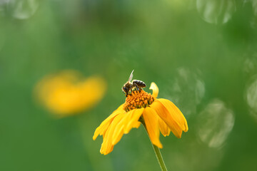 .Bee and flower. Close up of a large striped bee collecting pollen on a yellow flower on a green background, macro