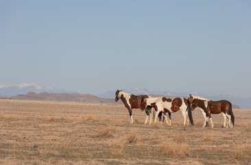 Obraz premium Wild Horses in Spring in the Utah Desert