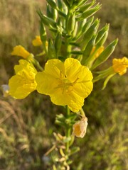 Closeup of yellow evening primrose flowers