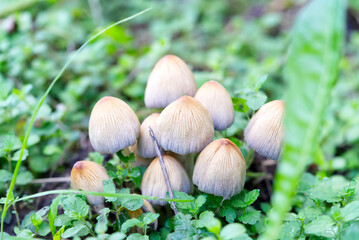 Coprinellus micaceus, Coprinus micaceus, commonly known as Glistening Inkcap, wild mushrooms close up