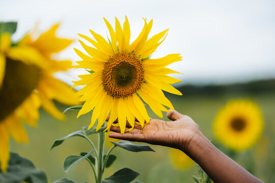 Crop ethnic woman touching blooming Helianthus in field