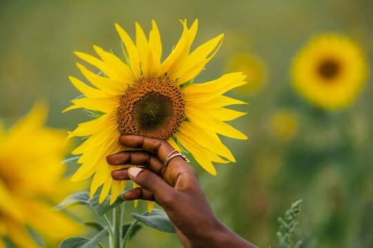 Crop ethnic woman touching blooming Helianthus in field
