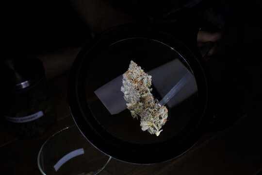 Dry marijuana flower buds with small leaves