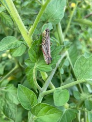 Red-legged grasshopper on a leaf