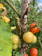 Grasshopper on a tomato plant 