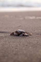 crab on sand beach during summertime