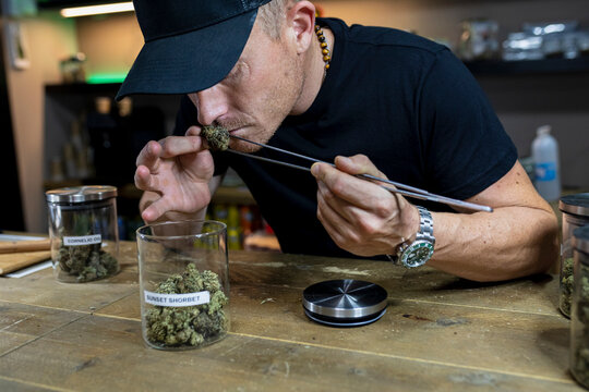 Anonymous man smelling dry marijuana flower bud in room