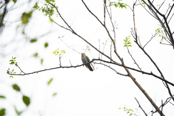 Asian emerald cuckoo