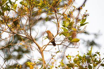 Asian emerald cuckoo